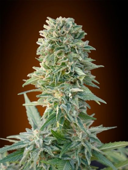 Featured Image of Auto Jack Herer