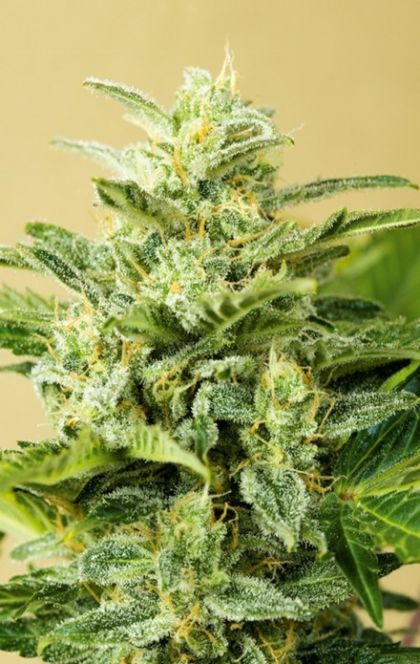 Featured Image of Auto Low Girl