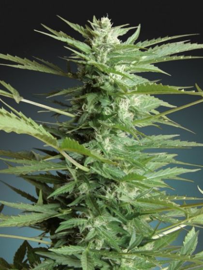 Featured Image of Auto Sweet Dwarf