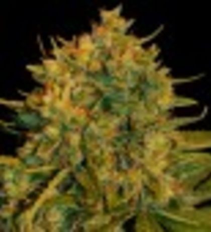 Featured Image of Northern Light X Big Bud Auto