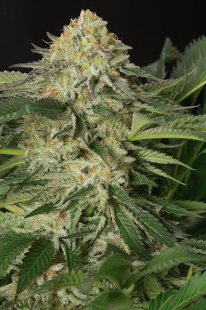 Featured Image of Lemon Garlic Og