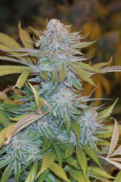 Featured Image of Chocolate Mint Og
