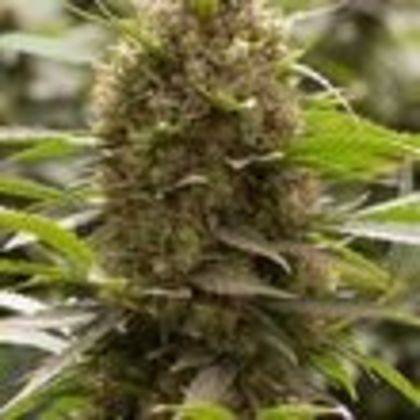 Featured Image of Amnesia Kush