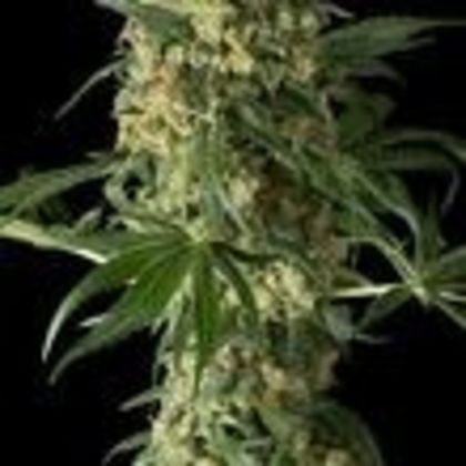 Featured Image of Big Kush