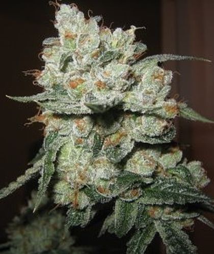 Featured Image of Fire Og Kush