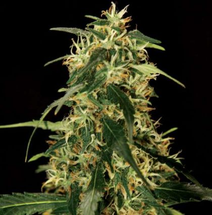Featured Image of Silver Star Haze