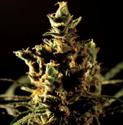 Featured Image of The Bulldog Haze