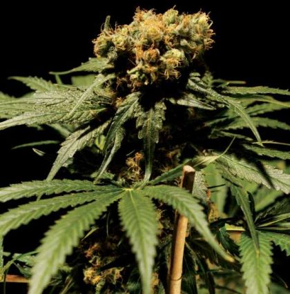 Featured Image of The Bulldog Chronic