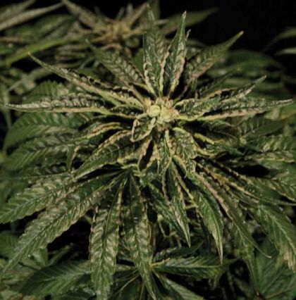 Featured Image of O.Z. Kush