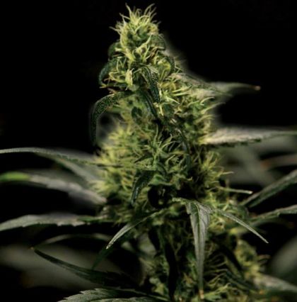 Featured Image of Energy Haze
