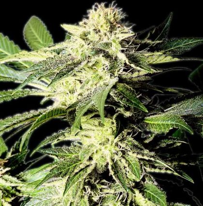 Featured Image of The Bulldog Skunk