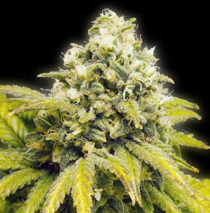 Featured Image of Original Afghan