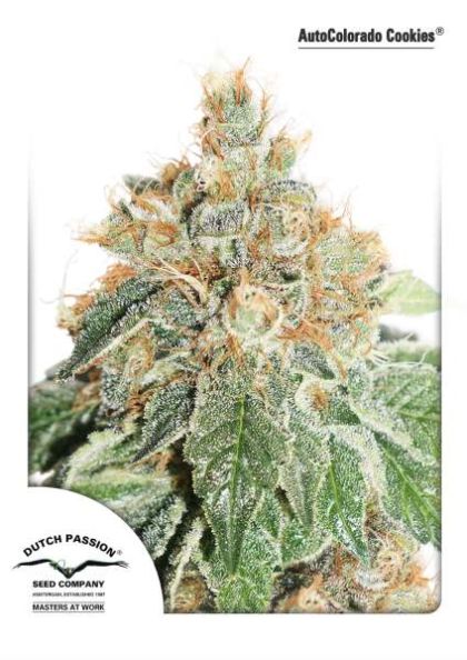 Featured Image of Autocolorado Cookies