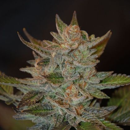 Featured Image of Blue Og
