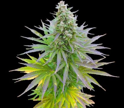Featured Image of Blueberry Gum