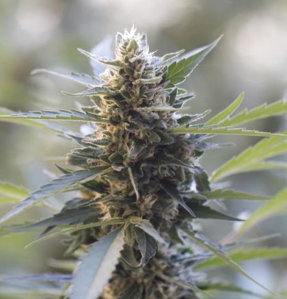 Featured Image of Northern Lights X Skunk