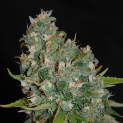 Featured Image of Og13