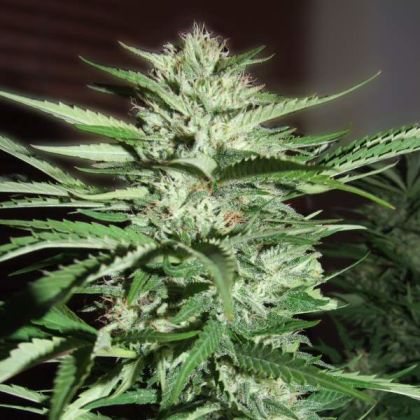 Featured Image of Pineapple Express