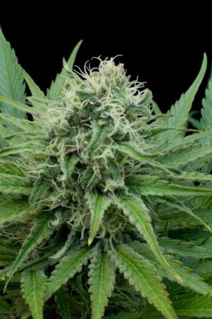 Featured Image of Raw Diesel