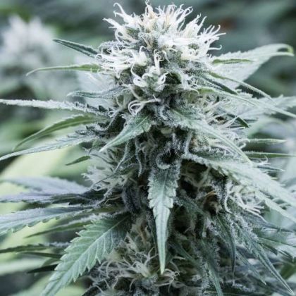 Featured Image of Sweet Amnesia