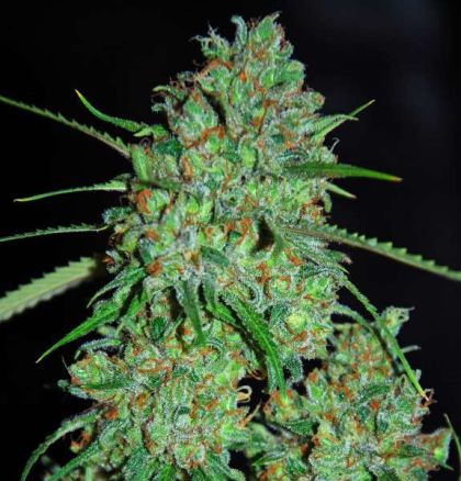 Featured Image of White Critical