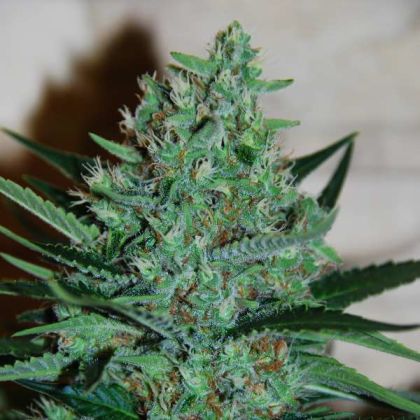 Featured Image of White Lavender