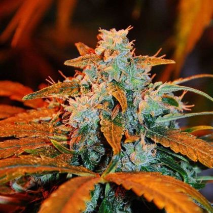 Featured Image of Auto Berry