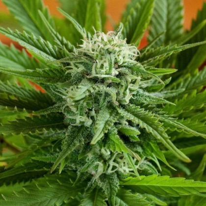 Featured Image of Auto Pineapple Express