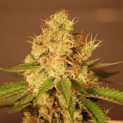Featured Image of Auto Diesel