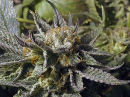 Featured Image of Bc God Bud
