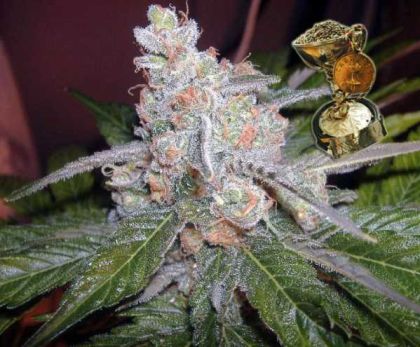Featured Image of The Purps