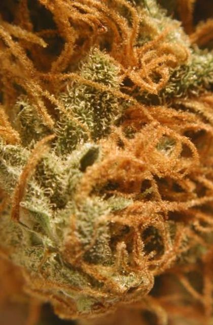 Featured Image of Bc Cheese