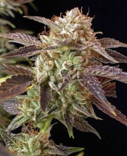 Featured Image of Bc Kush