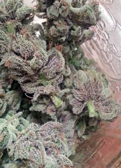 Featured Image of Socal Master Kush