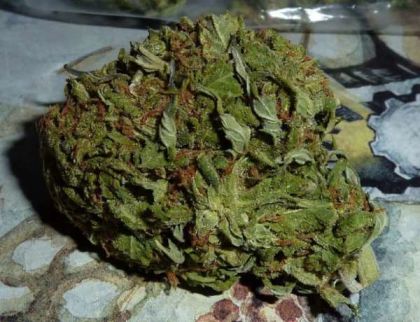 Featured Image of Bc Pinewarp