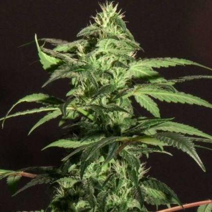 Featured Image of Bc Jack Herer