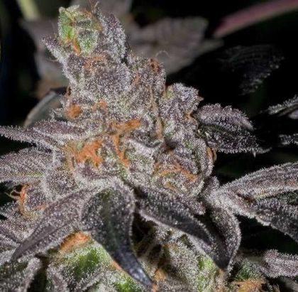 Featured Image of Animal Cookies