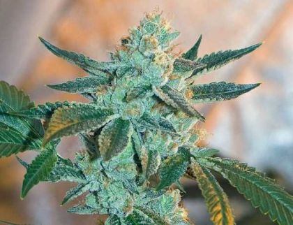 Featured Image of Fire Og Bx3