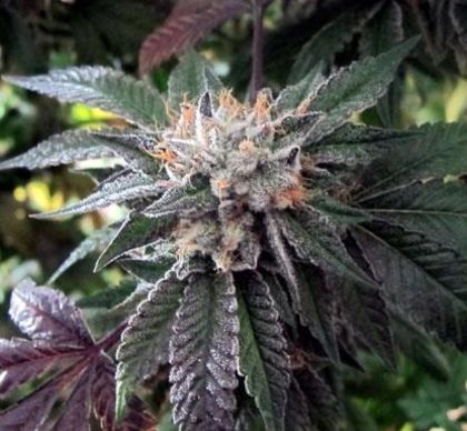 Featured Image of Shiatsu Kush