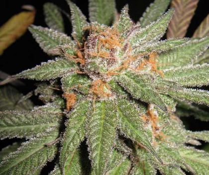 Featured Image of Dynamite Og