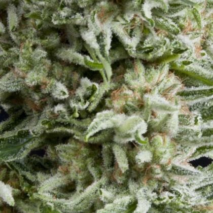 Featured Image of Auto Amnesia Gold