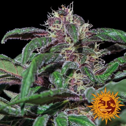 Featured Image of Ayahuasca Purple