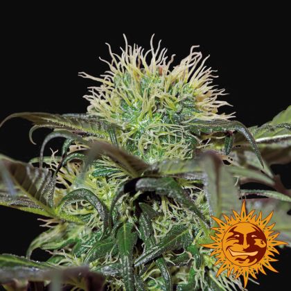 Featured Image of Bad Azz Kush