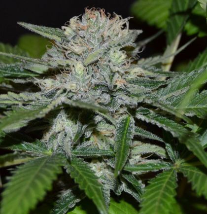 Featured Image of Hash Fruit
