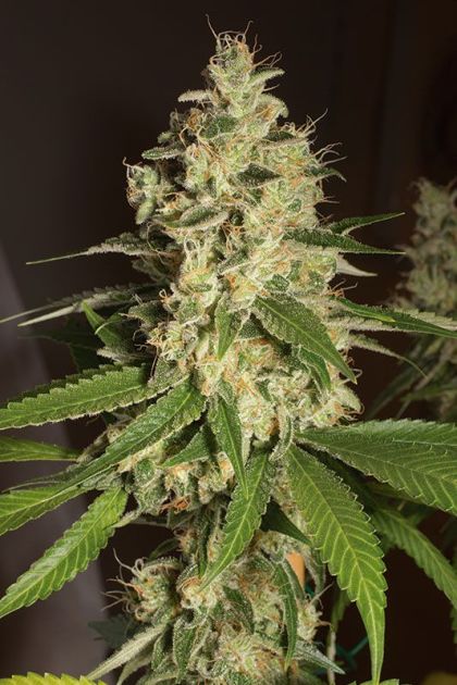 Featured Image of Raspberry Diesel