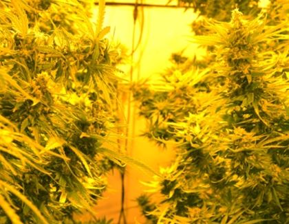 Featured Image of Cheesy Headband
