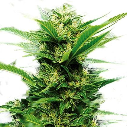 Featured Image of Emerald Jack