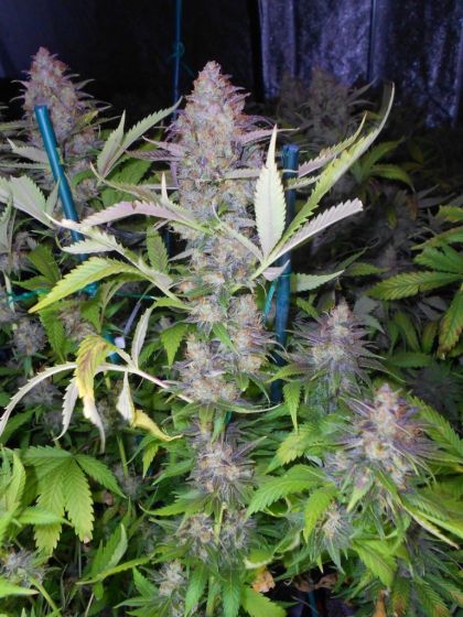 Featured Image of Grapefruit Krush