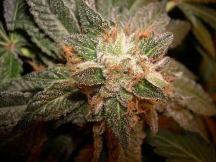 Featured Image of Mastodon Kush