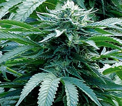 Featured Image of Trinity Kush